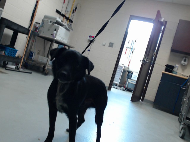 Shelter Stray Male Dog last seen Near BLOCK HIGHGATE DR, HOPE MILLS NC 28348, 4704 Corporation Dr, Fayetteville, NC 28306, USA