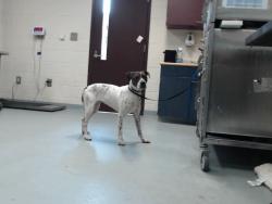 Shelter Stray Female Dog last seen Near BLOCK GILLESPIE ST, FAYETTEVILLE NC 28306, 4704 Corporation Dr, Fayetteville, NC 28306, USA
