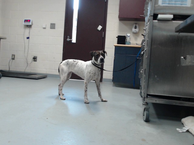 Shelter Stray Female Dog last seen Near BLOCK GILLESPIE ST, FAYETTEVILLE NC 28306, 4704 Corporation Dr, Fayetteville, NC 28306, USA