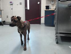 Shelter Stray Female Dog last seen Near BLOCK GILLESPIE ST, FAYETTEVILLE NC 28306, 4704 Corporation Dr, Fayetteville, NC 28306, USA