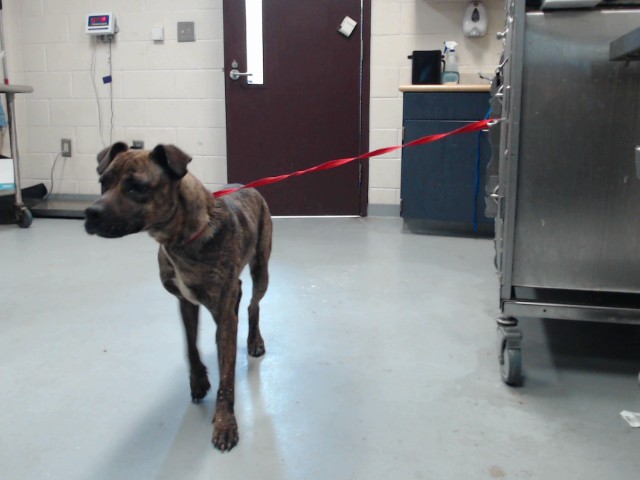 Shelter Stray Female Dog last seen Near BLOCK GILLESPIE ST, FAYETTEVILLE NC 28306, 4704 Corporation Dr, Fayetteville, NC 28306, USA