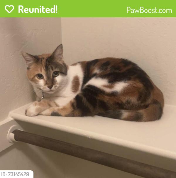 Reunited Female Cat last seen Aviara neighborhood Scottsdale, Scottsdale, AZ 85260