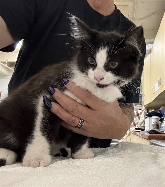 Shelter Stray Female Cat last seen , 600 Aviation Dr, Camarillo, CA 93010, USA