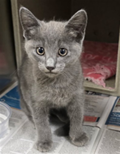 Shelter Stray Male Cat last seen Near BLOCK CENTRAL AVE, RIVERSIDE CA 92504, 6851 Van Buren Boulevard, Jurupa Valley, CA 92509, USA