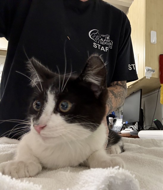 Shelter Stray Female Cat last seen , 600 Aviation Dr, Camarillo, CA 93010, USA