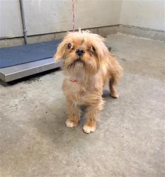 Shelter Stray Female Dog last seen , 600 Aviation Dr, Camarillo, CA 93010, USA