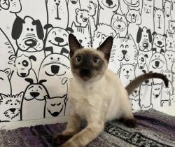 Shelter Stray Male Cat last seen , 957 N Gaffey St, San Pedro, CA 90731, USA
