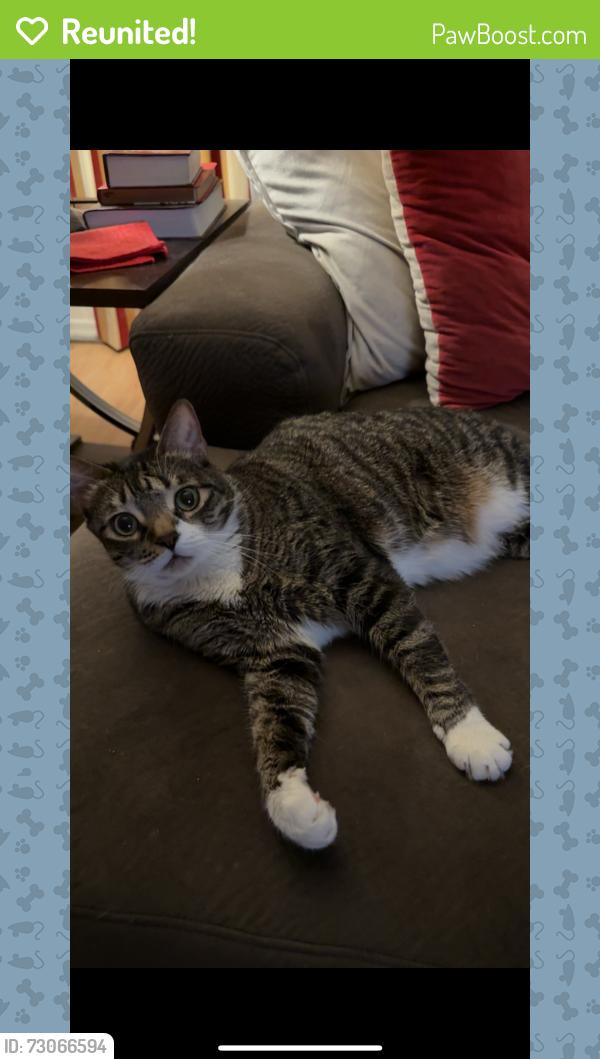 Reunited Male Cat last seen Near N 32nd Ln, Phoenix, AZ 85053, USA, Phoenix, AZ 85053