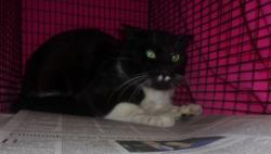 Shelter Stray Male Cat last seen , 14409 Vanowen St, Van Nuys, CA 91405, USA