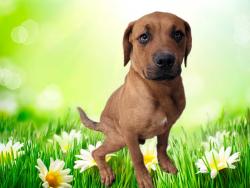 Shelter Stray Male Dog last seen , 3201 Lacy St, Los Angeles, CA 90031, USA