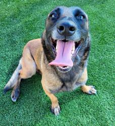 Shelter Stray Female Dog last seen , 3201 Lacy St, Los Angeles, CA 90031, USA