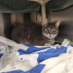 Shelter Stray Male Cat last seen SEVEN PINE CIR, 4950 SW Triana Blvd, Huntsville, AL 35805, USA