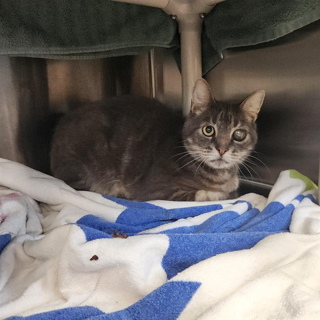 Shelter Stray Male Cat last seen SEVEN PINE CIR, 4950 SW Triana Blvd, Huntsville, AL 35805, USA