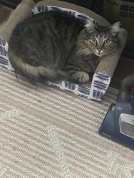 Reunited Male Cat last seen Wakefield St Worcester MA 01605, Worcester, MA 01605