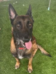 Shelter Stray Male Dog last seen , 1850 W 60th St, Los Angeles, CA 90047, USA