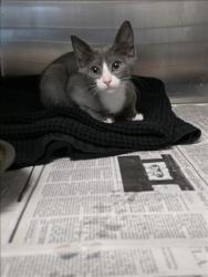 Shelter Stray Male Cat last seen , 11361 W Pico Blvd, Los Angeles, CA 90064, USA