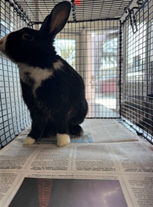 Shelter Stray Female Other last seen , 11361 W Pico Blvd, Los Angeles, CA 90064, USA
