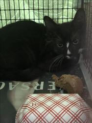 Shelter Stray Male Cat last seen , West Valley Animal Shelter, 20655 Plummer St, Chatsworth, CA 91311, USA