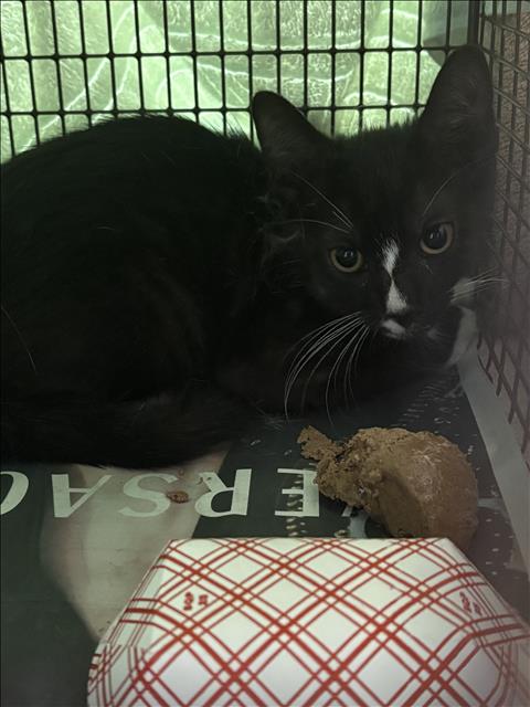 Shelter Stray Male Cat last seen , West Valley Animal Shelter, 20655 Plummer St, Chatsworth, CA 91311, USA