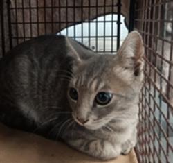Shelter Stray Male Cat last seen , 1850 W 60th St, Los Angeles, CA 90047, USA