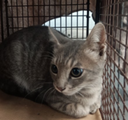 Shelter Stray Male Cat last seen , 1850 W 60th St, Los Angeles, CA 90047, USA
