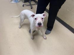 Shelter Stray Female Dog last seen Near BLOCK N 21ST ST, 3839 W Burnham St, West Milwaukee, WI 53215, USA