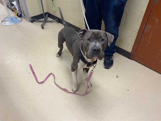 Shelter Stray Male Dog last seen Near BLOCK N VEL R PHILLIPS ST, 3839 W Burnham St, West Milwaukee, WI 53215, USA