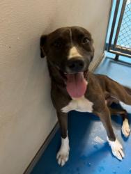 Shelter Stray Male Dog last seen Near BLK OF OAK, BAKERSFIELD CA, 201 S Mt Vernon Ave, Bakersfield, CA 93307, USA