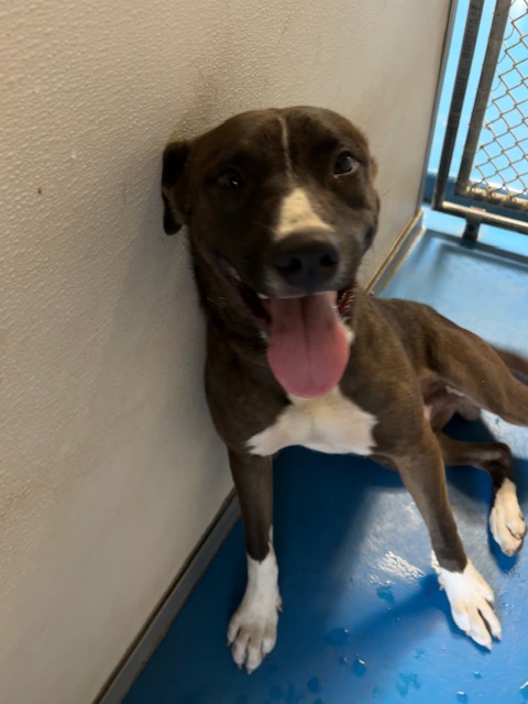 Shelter Stray Male Dog last seen Near BLK OF OAK, BAKERSFIELD CA, 201 S Mt Vernon Ave, Bakersfield, CA 93307, USA