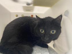 Shelter Stray Female Cat last seen Near BLOCK S 65TH ST, 3839 W Burnham St, West Milwaukee, WI 53215, USA