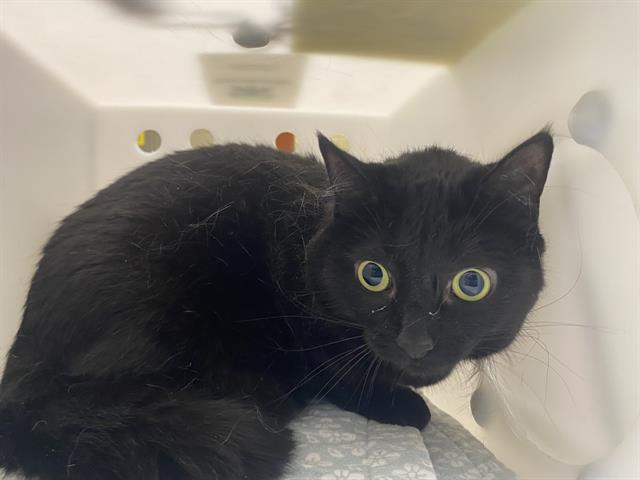 Shelter Stray Female Cat last seen Near BLOCK S 65TH ST, 3839 W Burnham St, West Milwaukee, WI 53215, USA