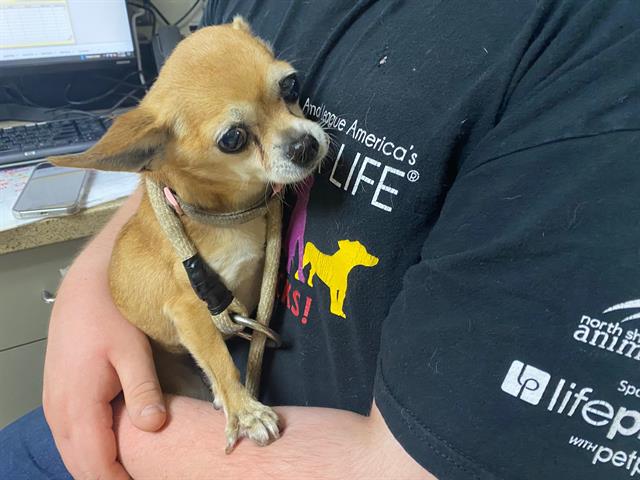 Shelter Stray Female Dog last seen 35TH AND COLLEGE, 3839 W Burnham St, West Milwaukee, WI 53215, USA