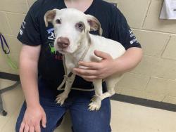 Shelter Stray Female Dog last seen Near BLOCK S 37TH ST, 3839 W Burnham St, West Milwaukee, WI 53215, USA