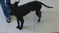 Shelter Stray Male Dog last seen LUMBERTON RD, 19640 Dogpatch Ln, Land O' Lakes, FL 34638, USA