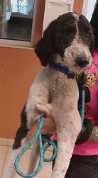 Shelter Stray Male Dog last seen BERRY RD, 19640 Dogpatch Ln, Land O' Lakes, FL 34638, USA