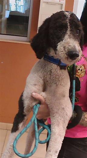 Shelter Stray Male Dog last seen BERRY RD, 19640 Dogpatch Ln, Land O' Lakes, FL 34638, USA