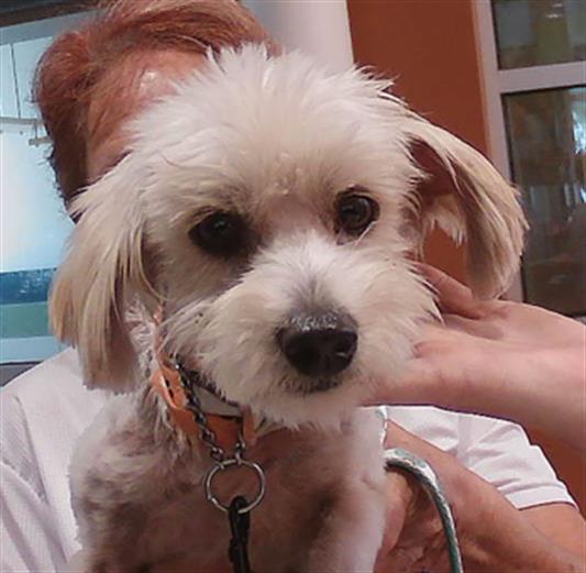 Shelter Stray Male Dog last seen STONEBRIDGE COMMUNITY EILAND RD, 19640 Dogpatch Ln, Land O' Lakes, FL 34638, USA