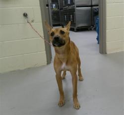 Shelter Stray Female Dog last seen Near E 8TH ST, SANFORD FL 32771, 232 Eslinger Way, Sanford, FL 32773, USA