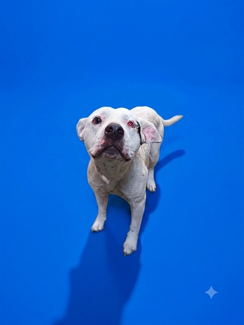 Shelter Stray Female Dog last seen Near BLOCK EATON AVE, 2020 Forest St, Jacksonville, FL 32204, USA