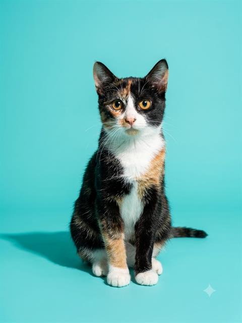 Shelter Stray Female Cat last seen Near BLOCK PLAYSCHOOL DR, 2020 Forest St, Jacksonville, FL 32204, USA
