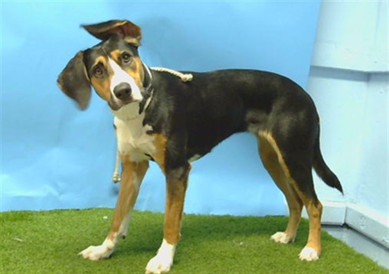 Shelter Stray Female Dog last seen , 216 W Victoria St, Gardena, CA 90248, USA