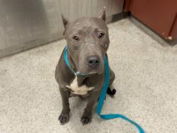 Shelter Stray Female Dog last seen ORANGE GROVE BY BOJANGLES, 1601 Eubanks Rd, Chapel Hill, NC 27516, USA