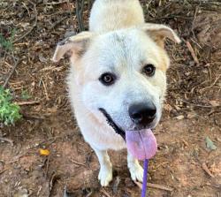 Shelter Stray Male Dog last seen CHARLOTTE, 8315 Byrum Dr, Charlotte, NC 28217, USA