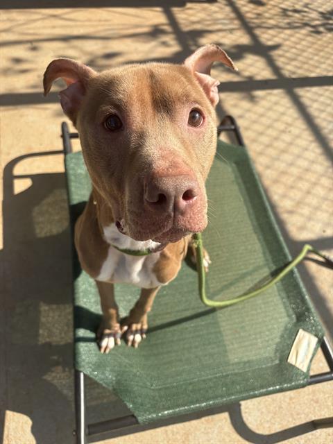 Shelter Stray Male Dog last seen CHARLOTTE, 8315 Byrum Dr, Charlotte, NC 28217, USA