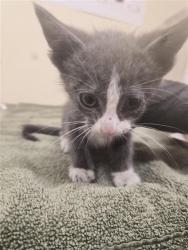 Shelter Stray Male Cat last seen KERNEY ST, 1950 Stevenson Blvd, Fremont, CA 94538, USA