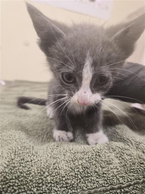 Shelter Stray Male Cat last seen KERNEY ST, 1950 Stevenson Blvd, Fremont, CA 94538, USA