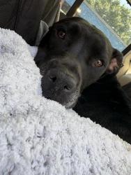 Shelter Stray Female Dog last seen CHARLOTTE, 8315 Byrum Dr, Charlotte, NC 28217, USA