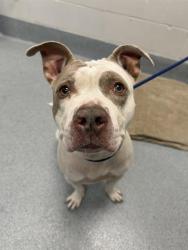 Shelter Stray Male Dog last seen Near, 2600 S Harding St, Indianapolis, IN 46221, USA