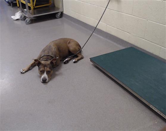 Shelter Stray Female Dog last seen Near BLOCK W 39TH AVE, DENVER CO 80216, 1241 W Bayaud Ave, Denver, CO 80223, USA