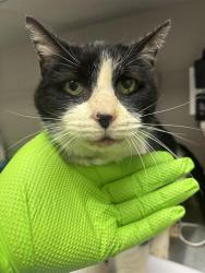 Shelter Stray Female Cat last seen Near, 2600 S Harding St, Indianapolis, IN 46221, USA